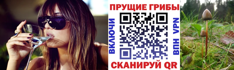 Купить закладки  Медногорск  Псилоцибиновые грибы Psilocybine cubensis 